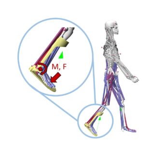 Towards entry "Modelling the interaction between wearable assistive devices and digital human models"