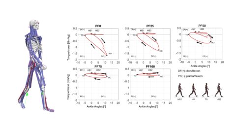 Towards entry "Required assisting torques by an ankle-foot orthosis for patients with foot drop"