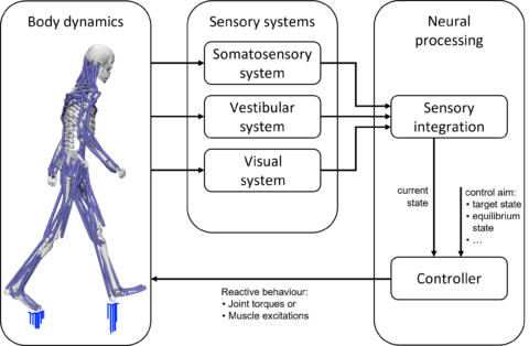 Towards entry "Integration of postural control in human biomechanical simulations"