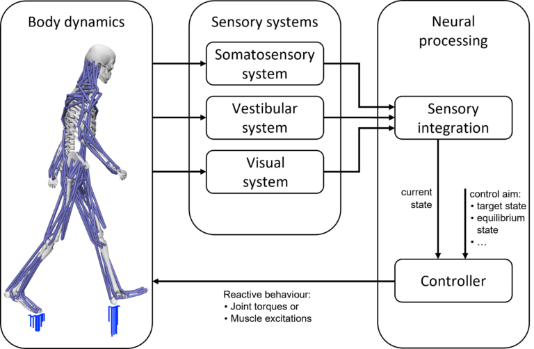 Integration of postural control in human biomechanical simulations