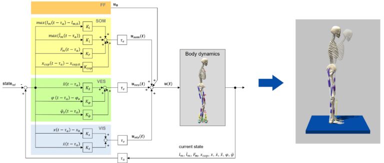 A sensorimotor enhanced neuromusculoskeletal model for simulating postural control of upright standing